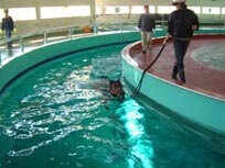 Training in the circular pool
