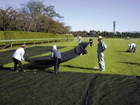 Laying a cheesecloth on the lawn to quicken the growth