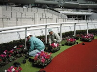 Planting cyclamen in the paddock)