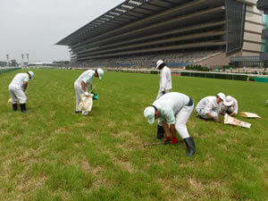 レース毎に行う芝馬場手入れ